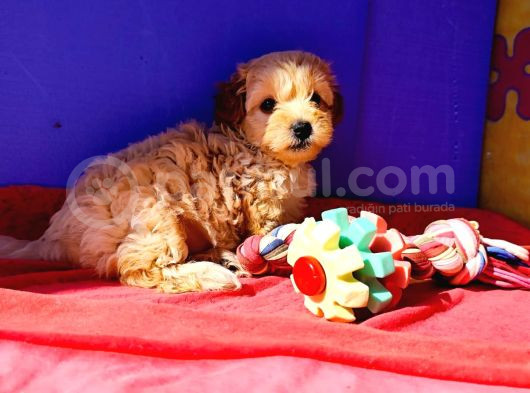 A Kali̇te Orji̇nal Müthi̇ş Güzelli̇kte Toy Poodle görsel