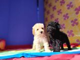 A Kali̇te Orji̇nal Müthi̇ş Güzelli̇kte Toy Poodle