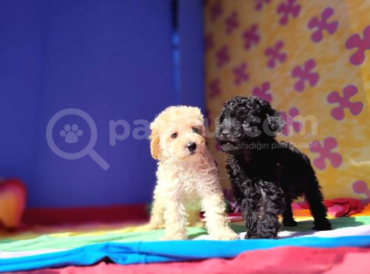 A Kali̇te Orji̇nal Müthi̇ş Güzelli̇kte Toy Poodle görsel