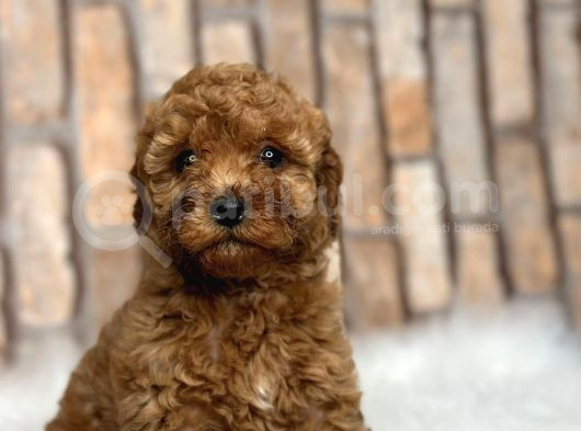A Kali̇te Orji̇nal Müthi̇ş Güzelli̇kte Toy Poodle