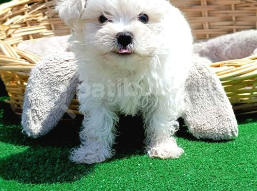 Pamuk Gi̇bi̇ Kore Kan Orji̇nal Maltese Teri̇er görsel