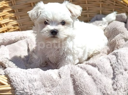 Pamuk Gi̇bi̇ Kore Kan Orji̇nal Maltese Teri̇er görsel