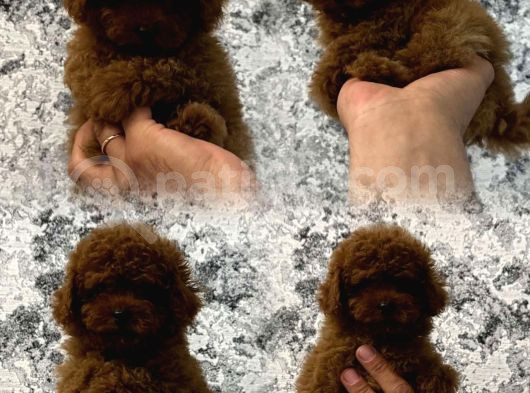 A Kali̇te Orji̇nal Müthi̇ş Güzelli̇kte Toy Poodle görsel