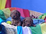 A Kali̇te Orji̇nal Müthi̇ş Güzelli̇kte Toy Poodle