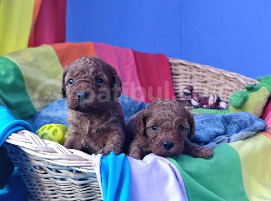 A Kali̇te Orji̇nal Müthi̇ş Güzelli̇kte Toy Poodle görsel