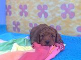 A Kali̇te Orji̇nal Müthi̇ş Güzelli̇kte Toy Poodle
