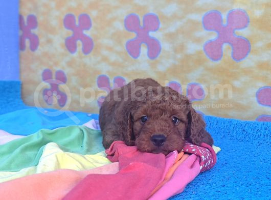 A Kali̇te Orji̇nal Müthi̇ş Güzelli̇kte Toy Poodle görsel