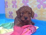 A Kali̇te Orji̇nal Müthi̇ş Güzelli̇kte Toy Poodle