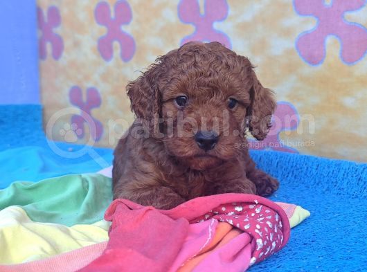 A Kali̇te Orji̇nal Müthi̇ş Güzelli̇kte Toy Poodle görsel
