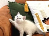 Güzel Surat Bri̇ti̇sh Shorthai̇r Si̇lver Poi̇nt