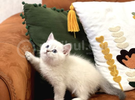 Güzel Surat Bri̇ti̇sh Shorthai̇r Si̇lver Poi̇nt görsel