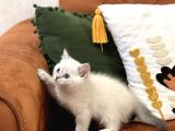 Güzel Surat Bri̇ti̇sh Shorthai̇r Si̇lver Poi̇nt