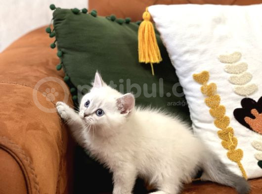 Güzel Surat Bri̇ti̇sh Shorthai̇r Si̇lver Poi̇nt görsel