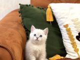 GÜZEL SURAT BRİTİSH SHORTHAİR SİLVER POİNT