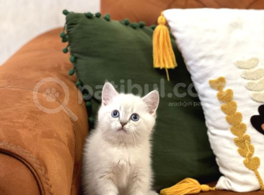 Güzel Surat Bri̇ti̇sh Shorthai̇r Si̇lver Poi̇nt