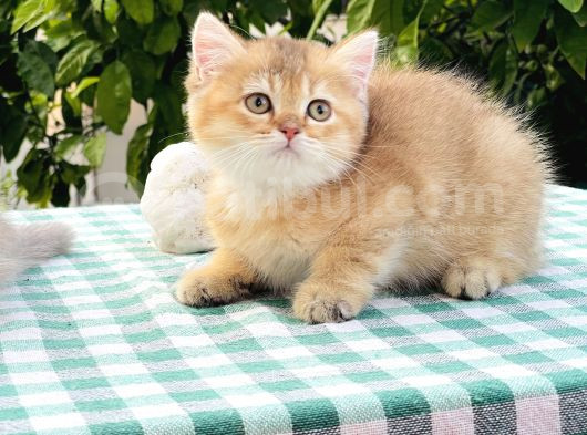 Kürk Rengi Portakalsari Kahve Tonlari Ile Şahane Kiz görsel