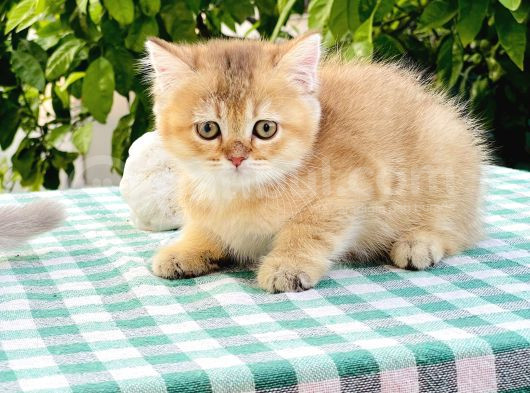 Kürk Rengi Portakalsari Kahve Tonlari Ile Şahane Kiz görsel