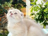 Foldprenses longhair genleri tasiyor