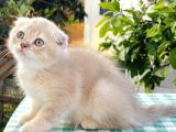 Foldprenses Longhair Genleri Tasiyor