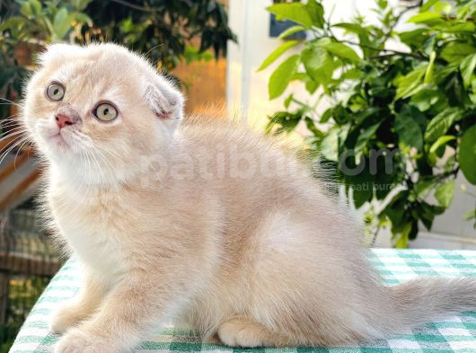 Foldprenses Longhair Genleri Tasiyor görsel