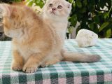 Foldprenses Longhair Genleri Tasiyor