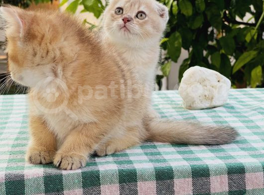 Foldprenses Longhair Genleri Tasiyor görsel