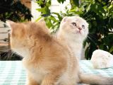 Foldprenses Longhair Genleri Tasiyor