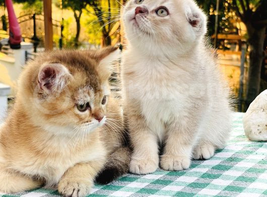 Foldprenses Longhair Genleri Tasiyor görsel