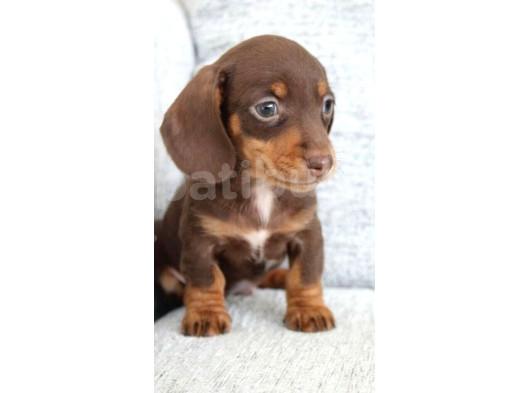 Chocolate Dashund Yavrular görsel