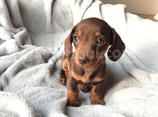 Chocolate Dashund Yavrular görsel
