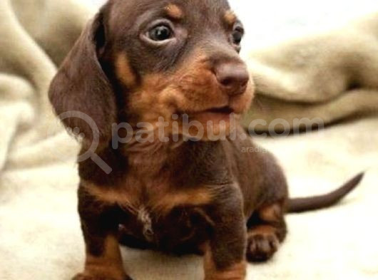 Chocolate Dashund Yavrular