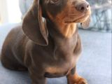 Chocolate Dashund Yavrular