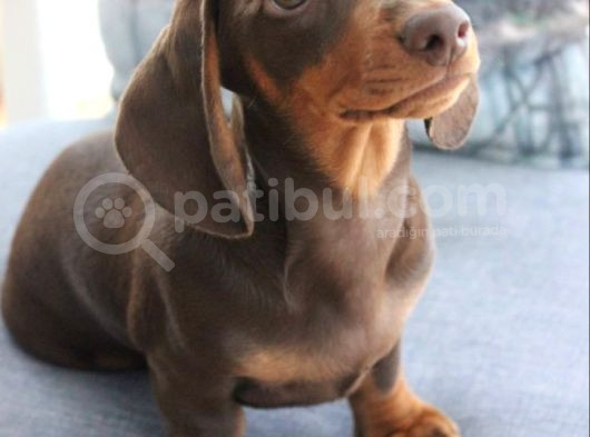 Chocolate Dashund Yavrular görsel