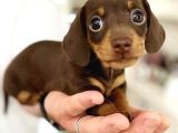 Chocolate Dashund Yavrular