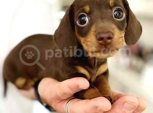 Chocolate Dashund Yavrular görsel