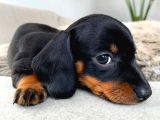 Black Dachshund Sosis Yavrular 
