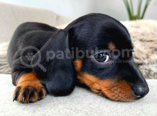 Black Dachshund Sosis Yavrular  görsel