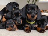Black dachshund sosis yavrular 