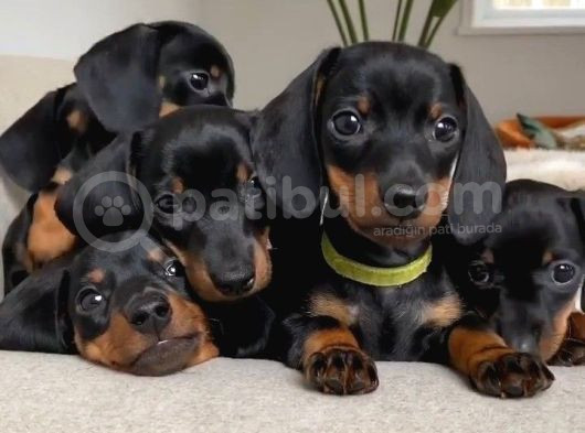 Black Dachshund Sosis Yavrular 