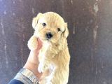 MİNİ BOY MALTİPO YAVRULARIMIZ