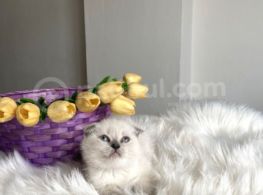 Blue Point Sağlıklı Oyuncu görsel