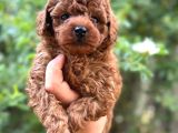 KALİTELİ POODLE BEBEKLERİMİZ