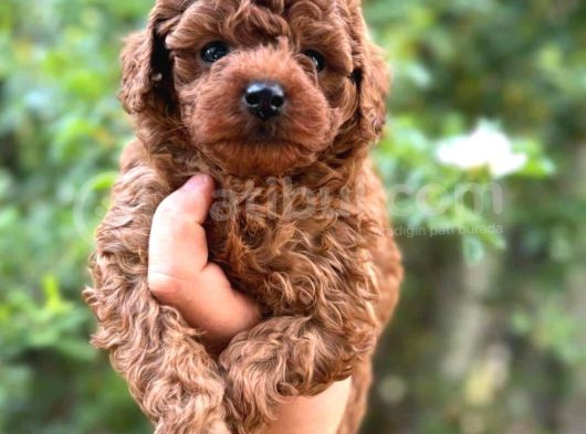 Kali̇teli̇ Poodle Bebekleri̇mi̇z