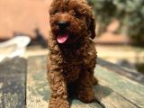Kali̇teli̇ Poodle Bebekleri̇mi̇z
