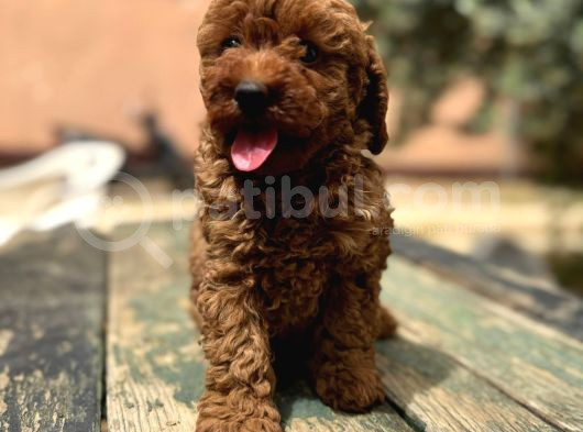 Kali̇teli̇ Poodle Bebekleri̇mi̇z görsel
