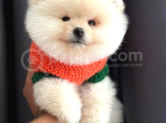 Teacup Ayi Surat Pomerani̇an Boo Yavrularimiz görsel