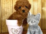 Show Kalite Sağlık Ve Irk Garantili Toy Poodle Yavrularım