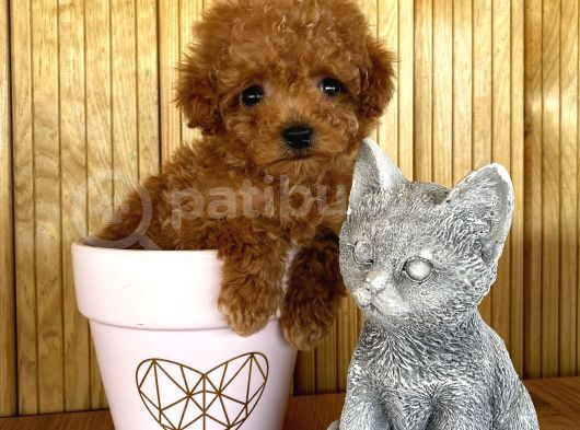 Show Kalite Sağlık Ve Irk Garantili Toy Poodle Yavrularım görsel