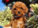 Kali̇teli̇ Poodle Bebekleri̇mi̇z