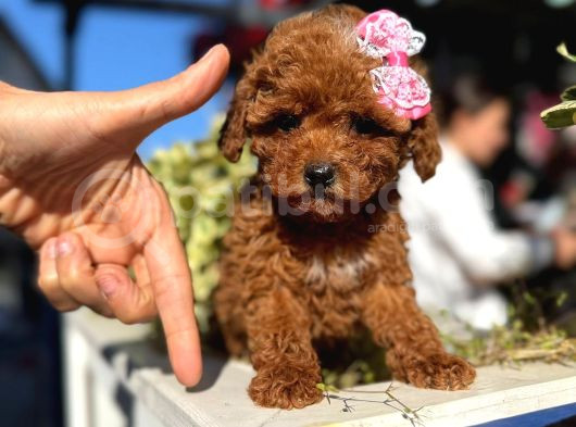 Kali̇teli̇ Poodle Bebekleri̇mi̇z görsel